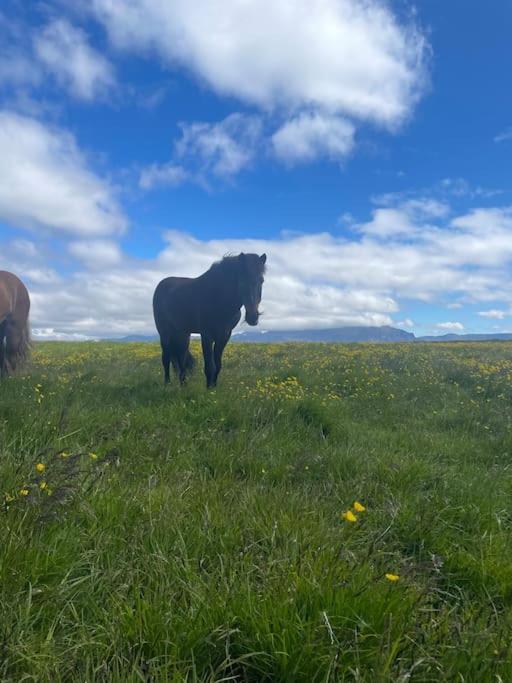 Kloepp Lodge - Snaefellsnes Peninsula Stykkishólmur Zewnętrze zdjęcie